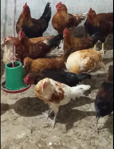 Golden misri male for sale