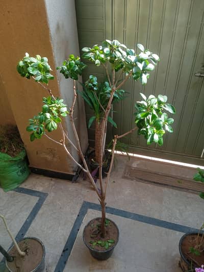 Outerdoor plants at pwd Islamabad