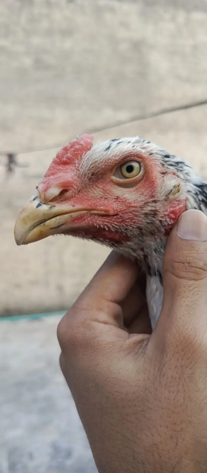 Aseel| Hens| Shamo| German| Japanese| Pair| Original| 100% — photo 2