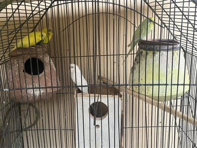 Free Australian budgies for adoption 5-6