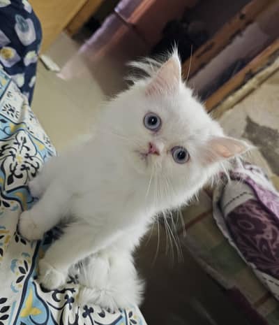 Persian Male Kittens Tripple Coated