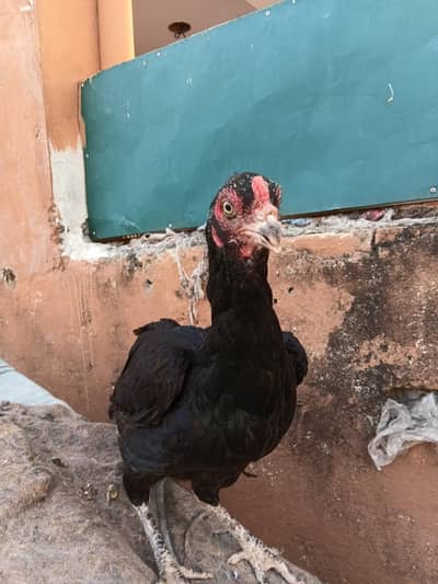 assel female 0320-0953327