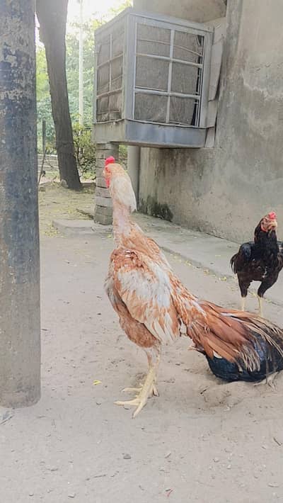 Aseel birds for sale