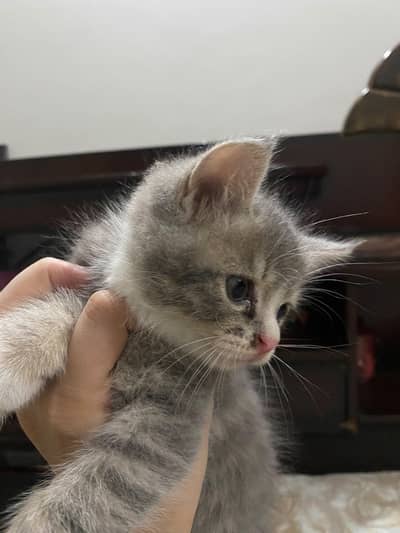 kittens/ persian (male / female 2/5 month old)