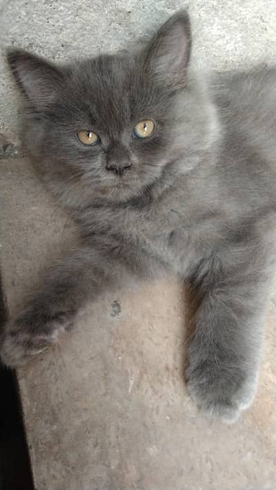Grey Persian kittens for sale. Pair Male and Female
