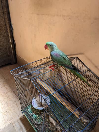 Raw parrot