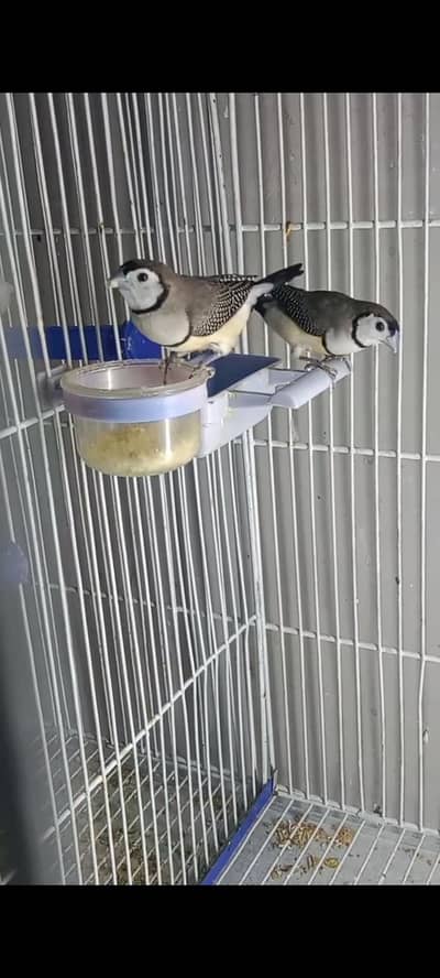 All Finch  Parson, Star Owl, Albino Cutthroat, Dimond, shaftail,goldia
