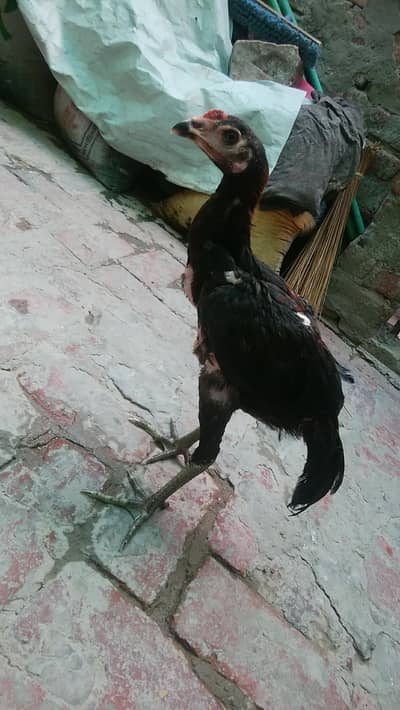 aseel thi