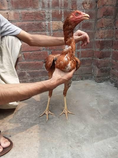 aseel pakistani