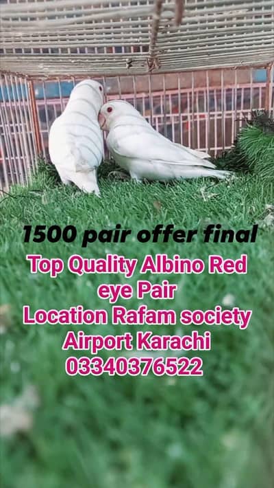 Top Quality Albino red eye breeder pair