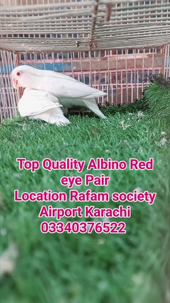 Top Quality Albino red eye breeder pair - Parrots - 1117648291