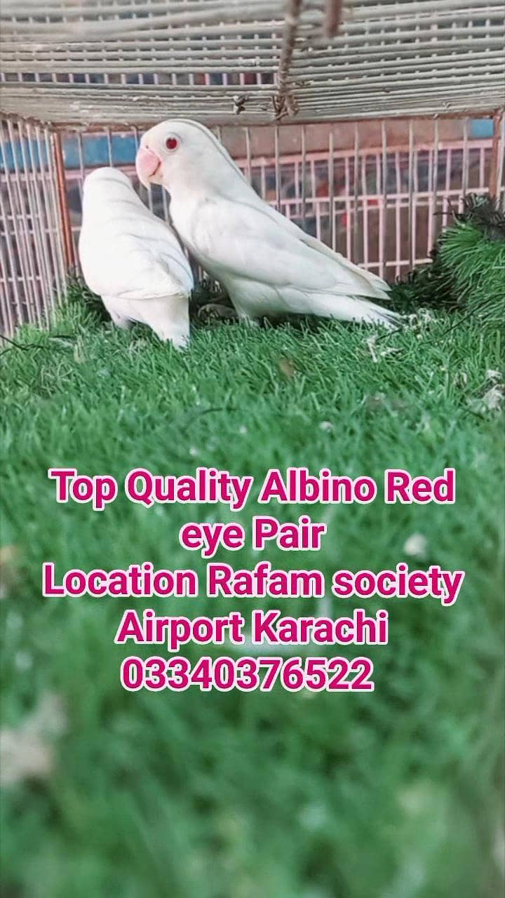 Top Quality Albino red eye breeder pair - Parrots - 1117648291