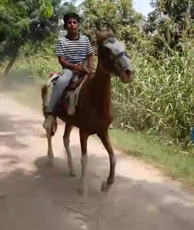 kabotri 5kalyan ghori