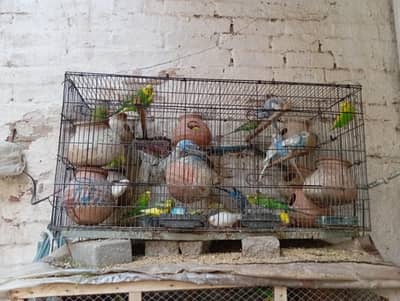 all parrot sell and pinjra also