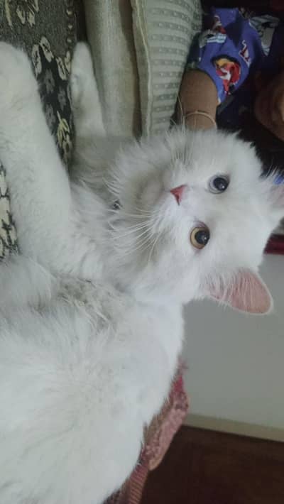 Persian white male cat