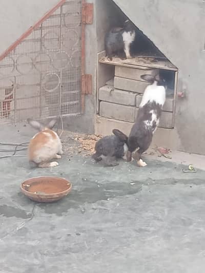 Rabbits