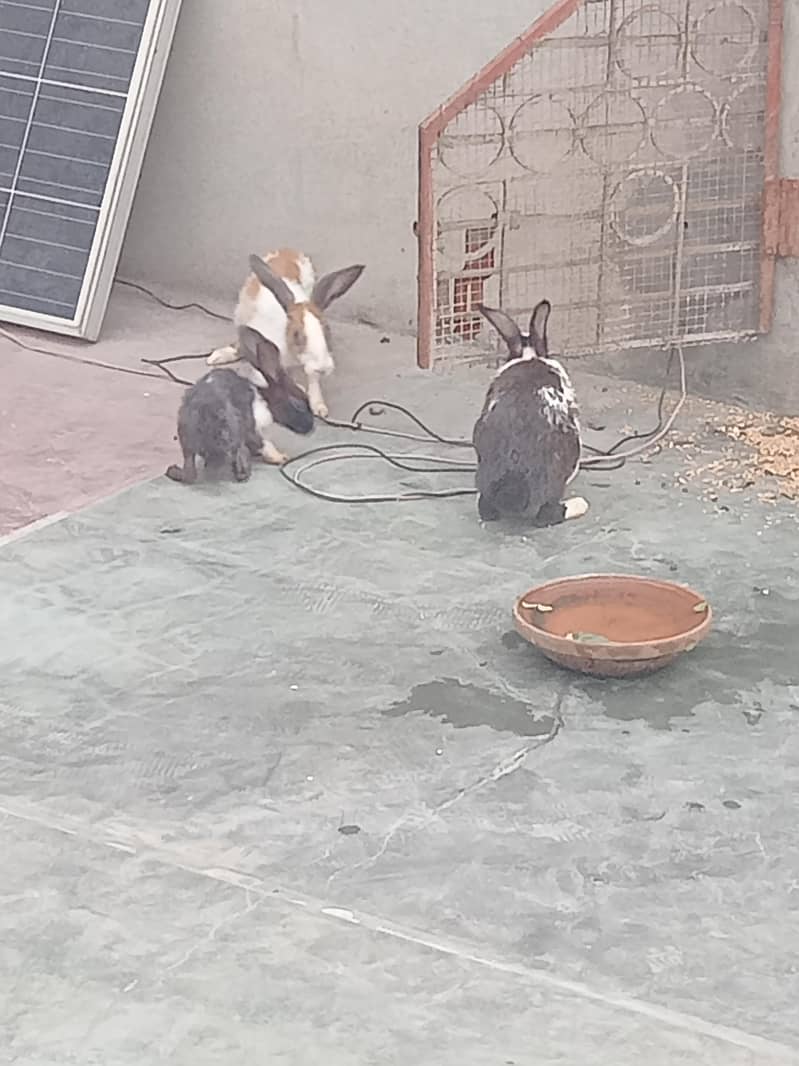 Rabbits 1