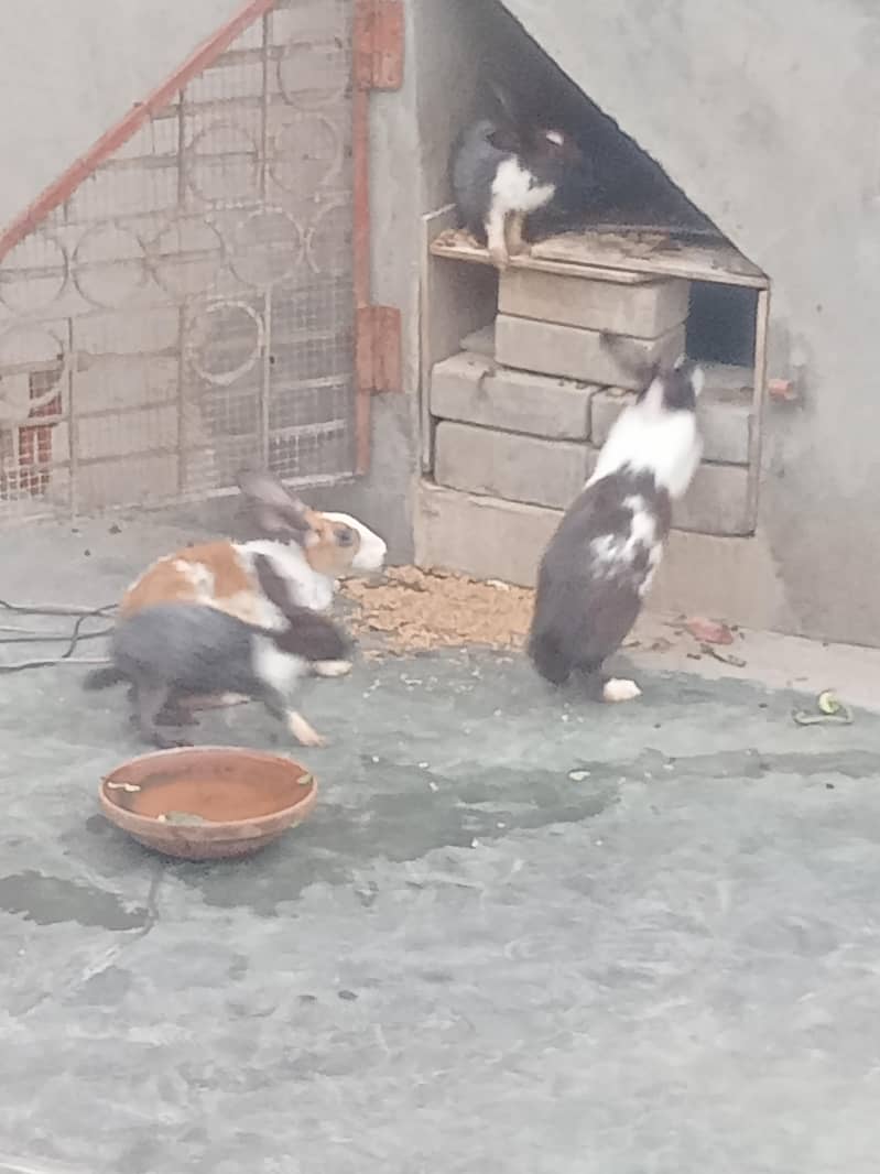 Rabbits 2