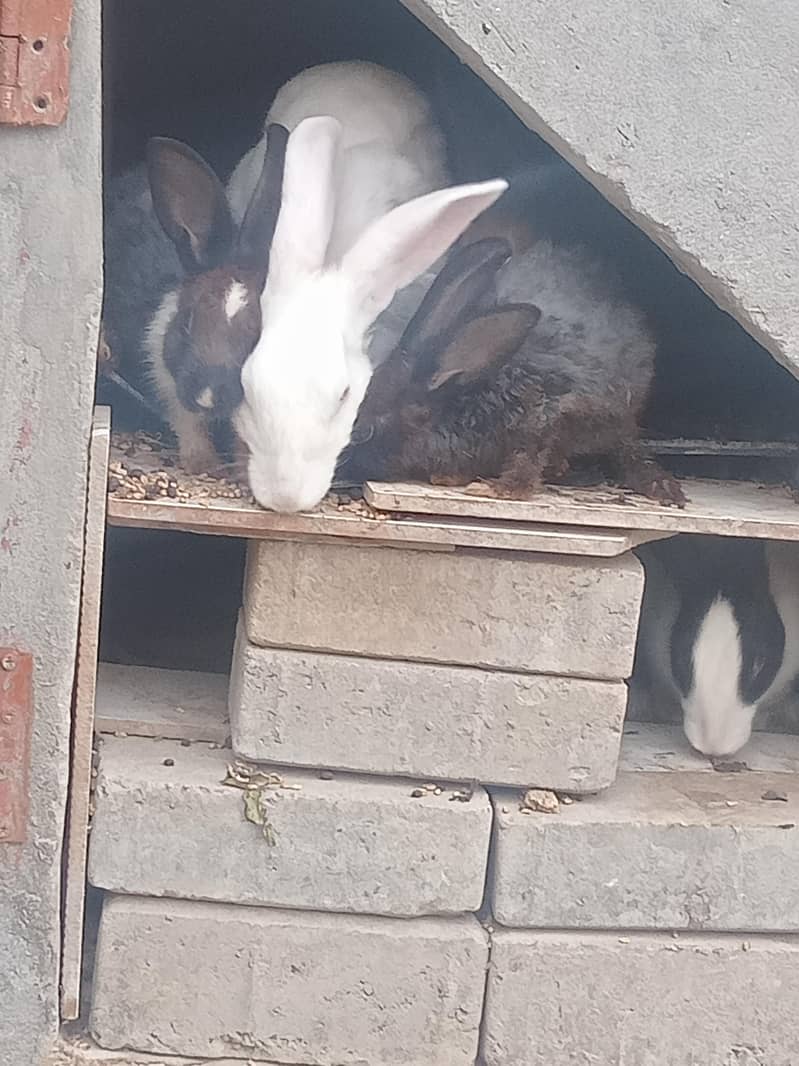 Rabbits 3