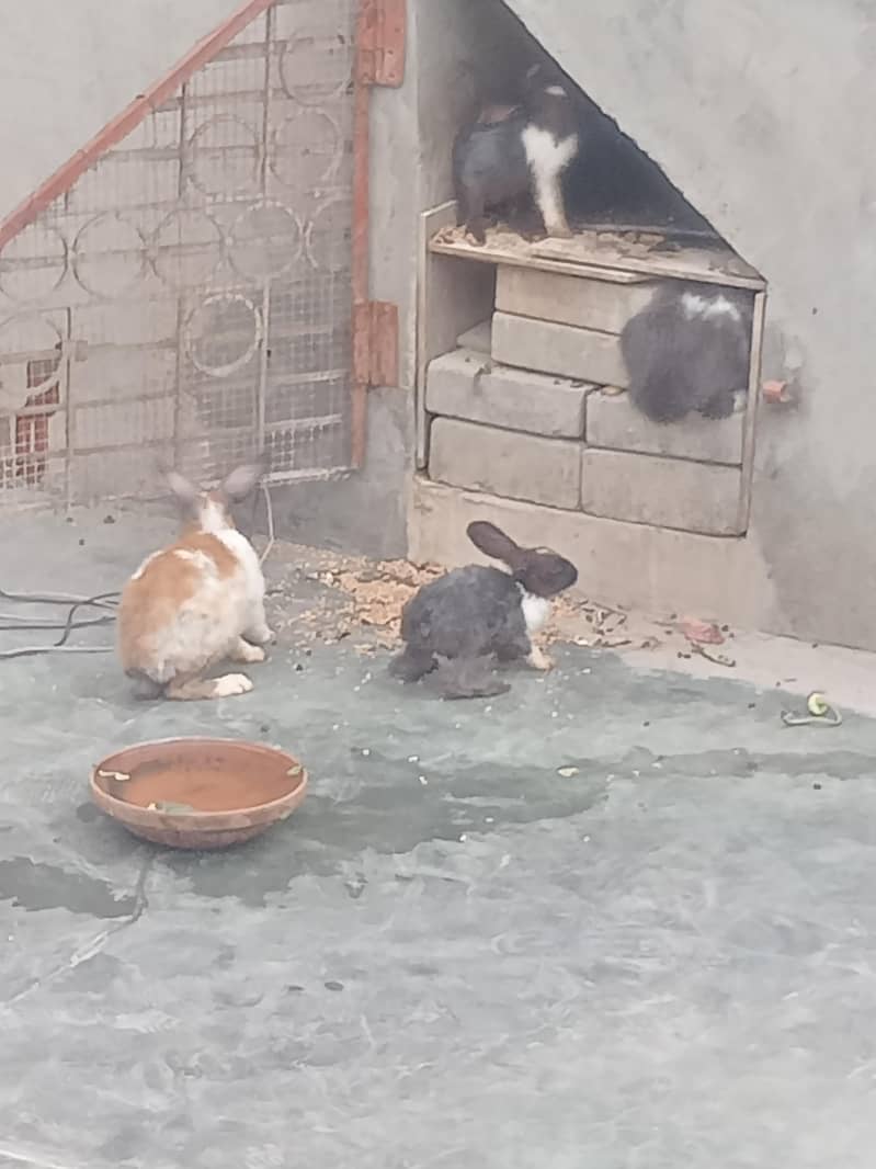 Rabbits 4