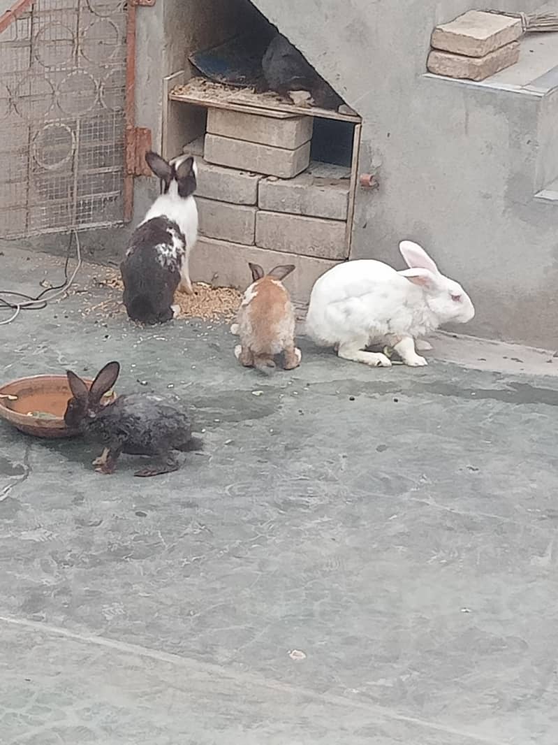 Rabbits 5