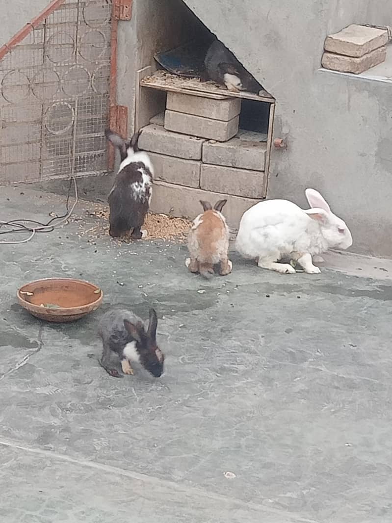 Rabbits 6