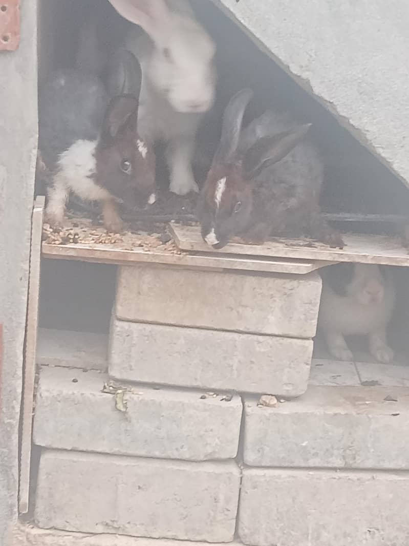 Rabbits 7