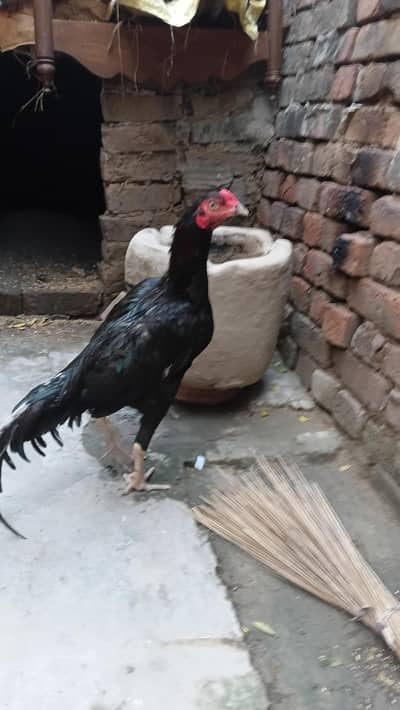 aseel mianwali pure white eyes