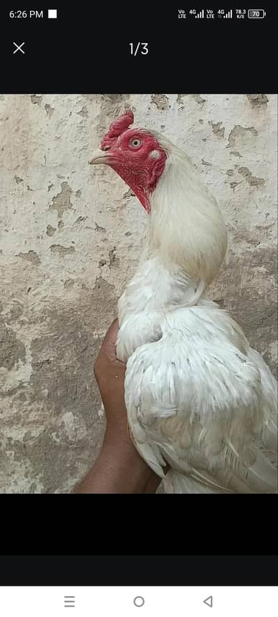 PREMIUM QUALITY RAZA
