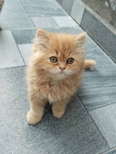 Persian kitten / triple coated persian kitten.