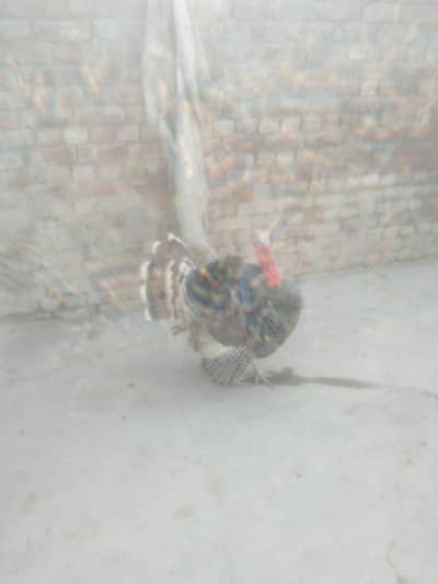 turkey birds from RS. 12000