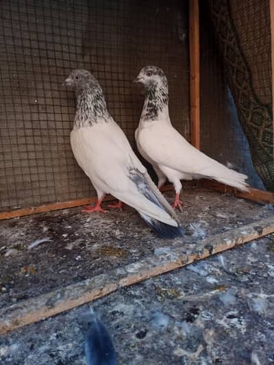2 pair Avalibile for sale