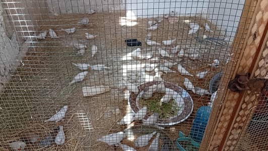 zebra finch For sale Healthy & active ready to Breed  paty