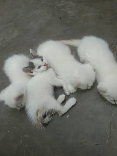 6 add cat