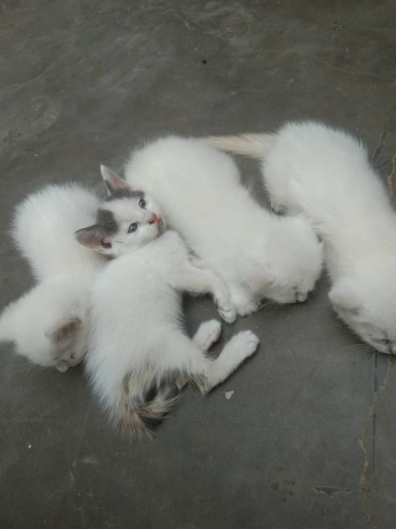6 add cat 0