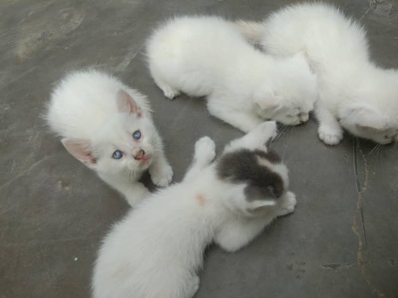 6 add cat 1