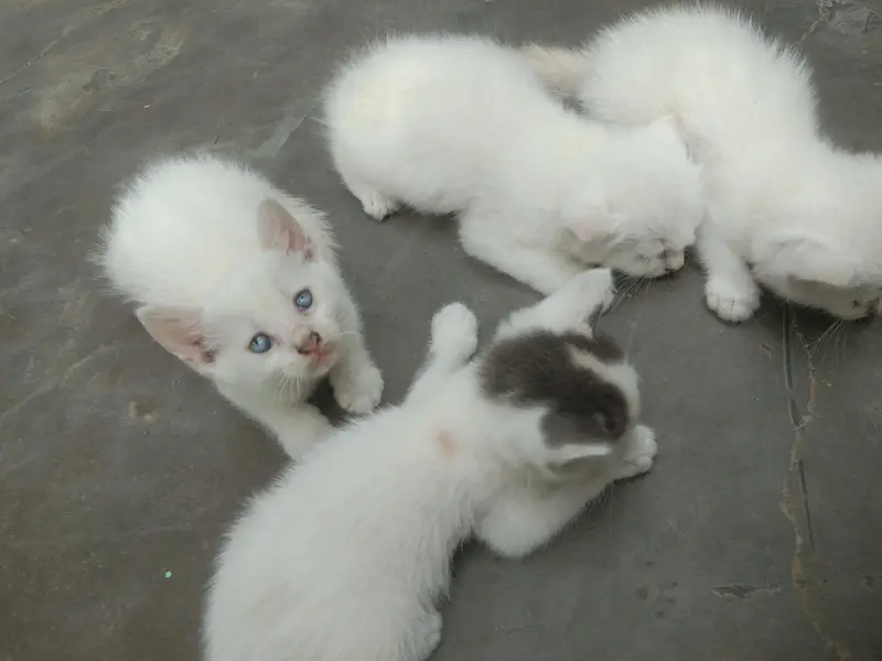 6 add cat — photo 2