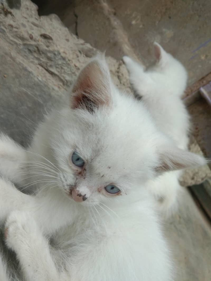 6 add cat 2