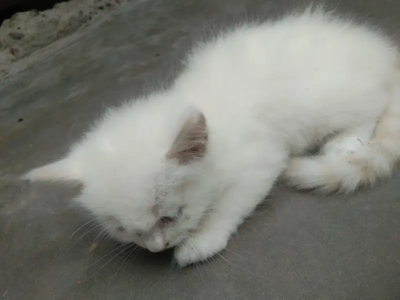 6 add cat — photo 4