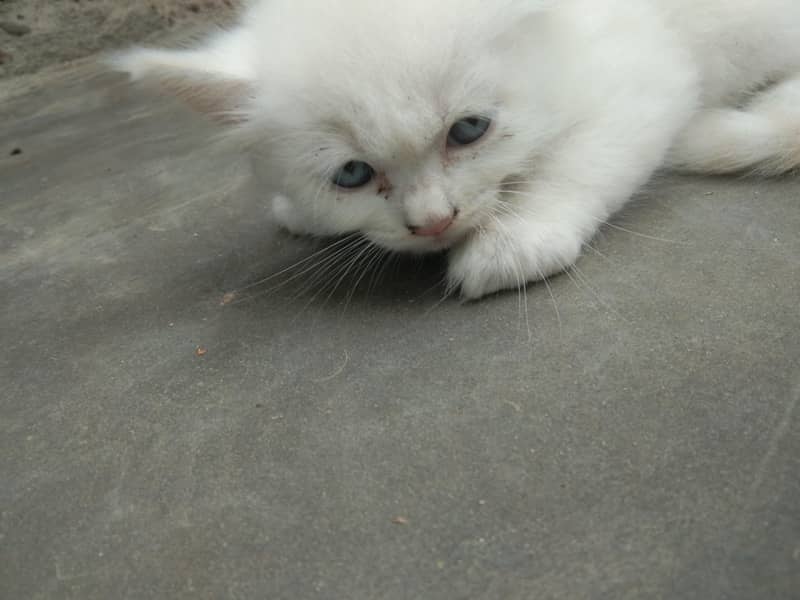 6 add cat 4