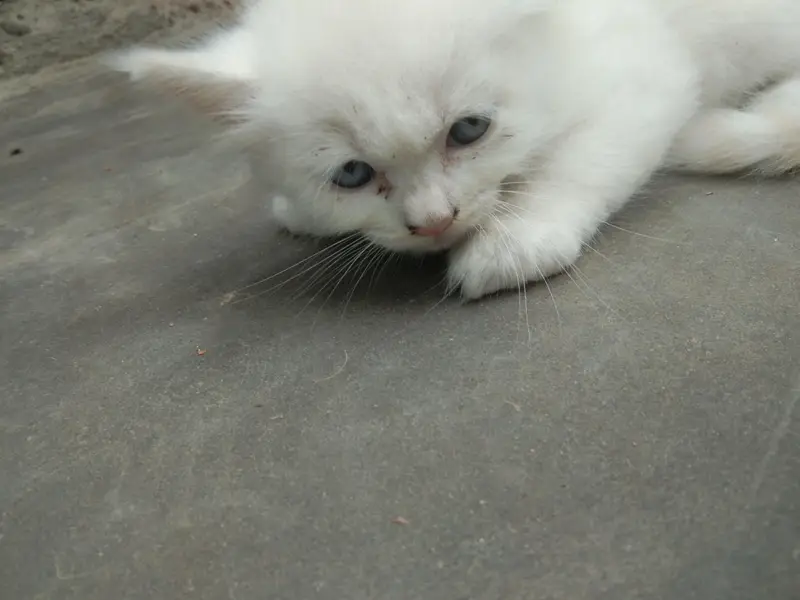 6 add cat — photo 5