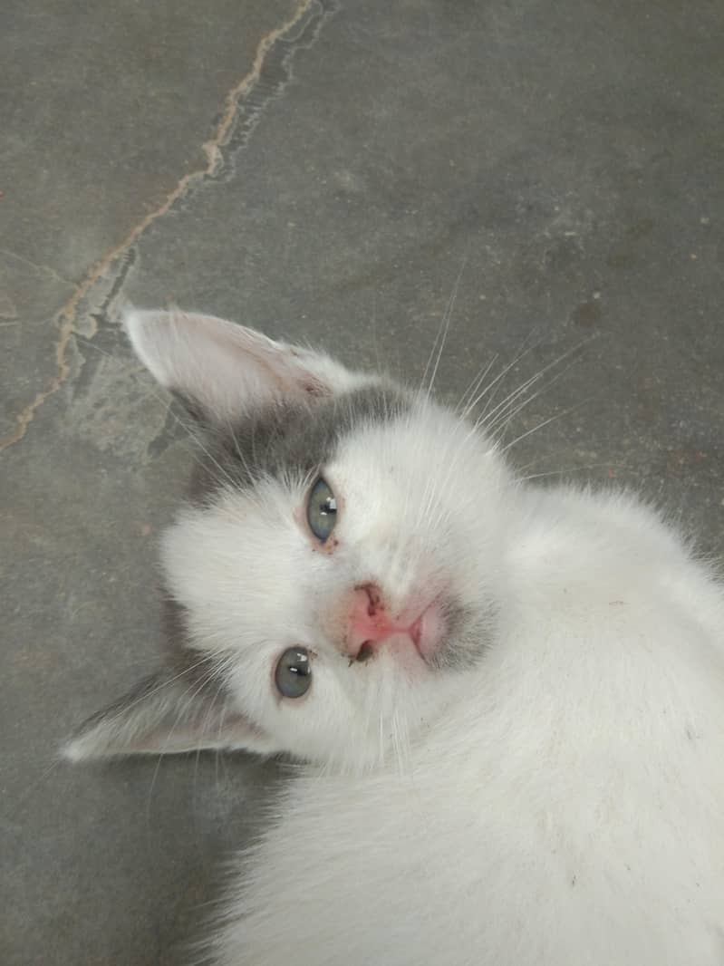6 add cat 5
