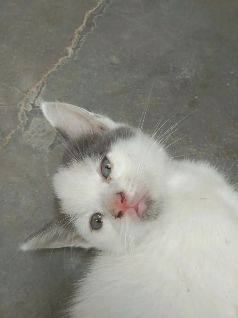 6 add cat — photo 6