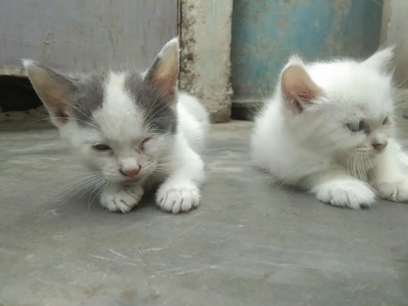6 add cat — photo 7