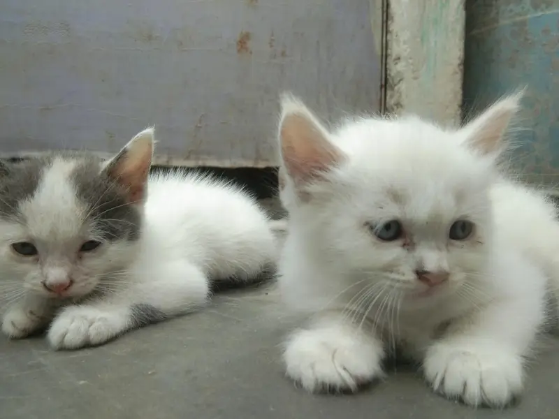 6 add cat — photo 8