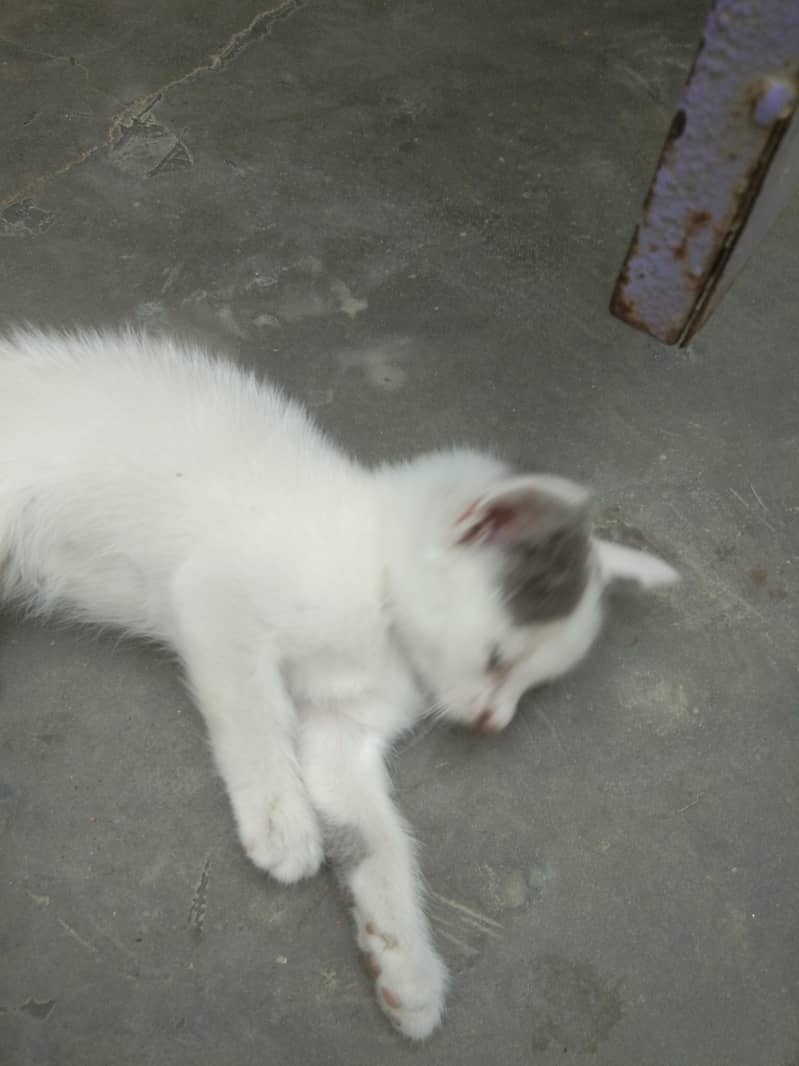 6 add cat 8