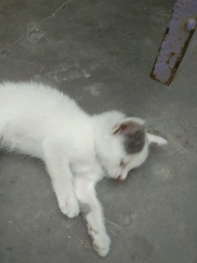 6 add cat — photo 9