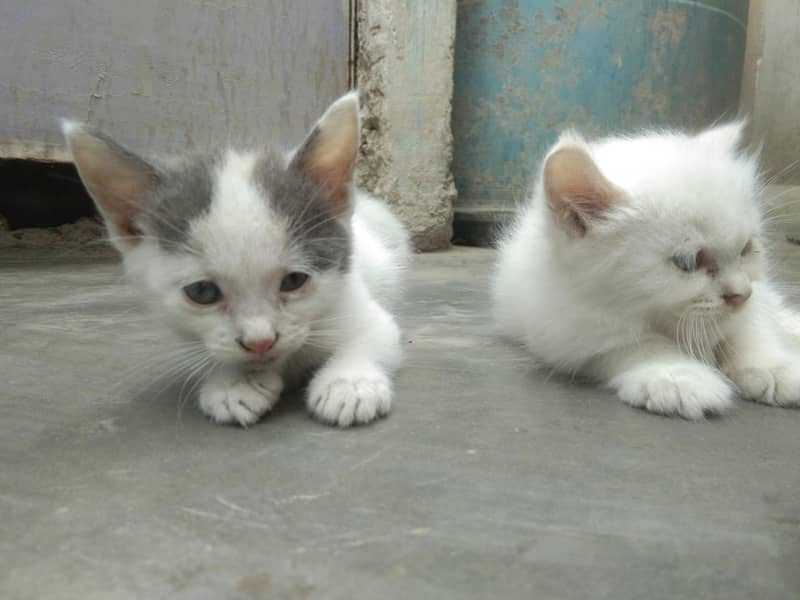 6 add cat 9