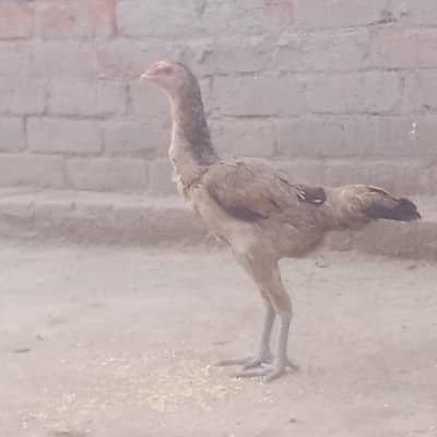 Thie cross female Aseel
