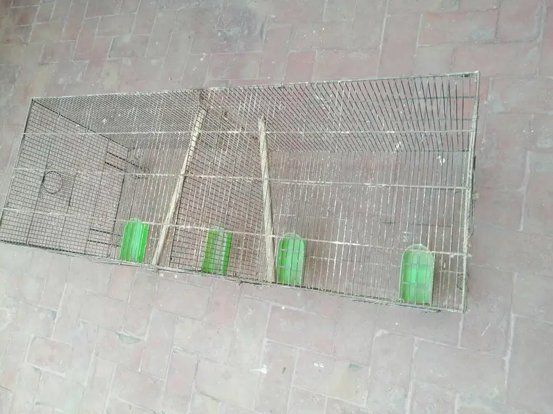 birds cage — photo 4